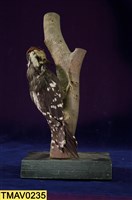 藏品(大赤啄木)的圖片